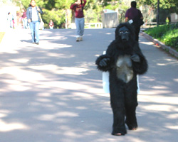 gorillaman