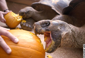 Two Galapagos tortoises at the Oklahoma Zoo enjoy a special Halloween treat of fresh pumpkin on October 27 in Oklahoma City. [CNN]
